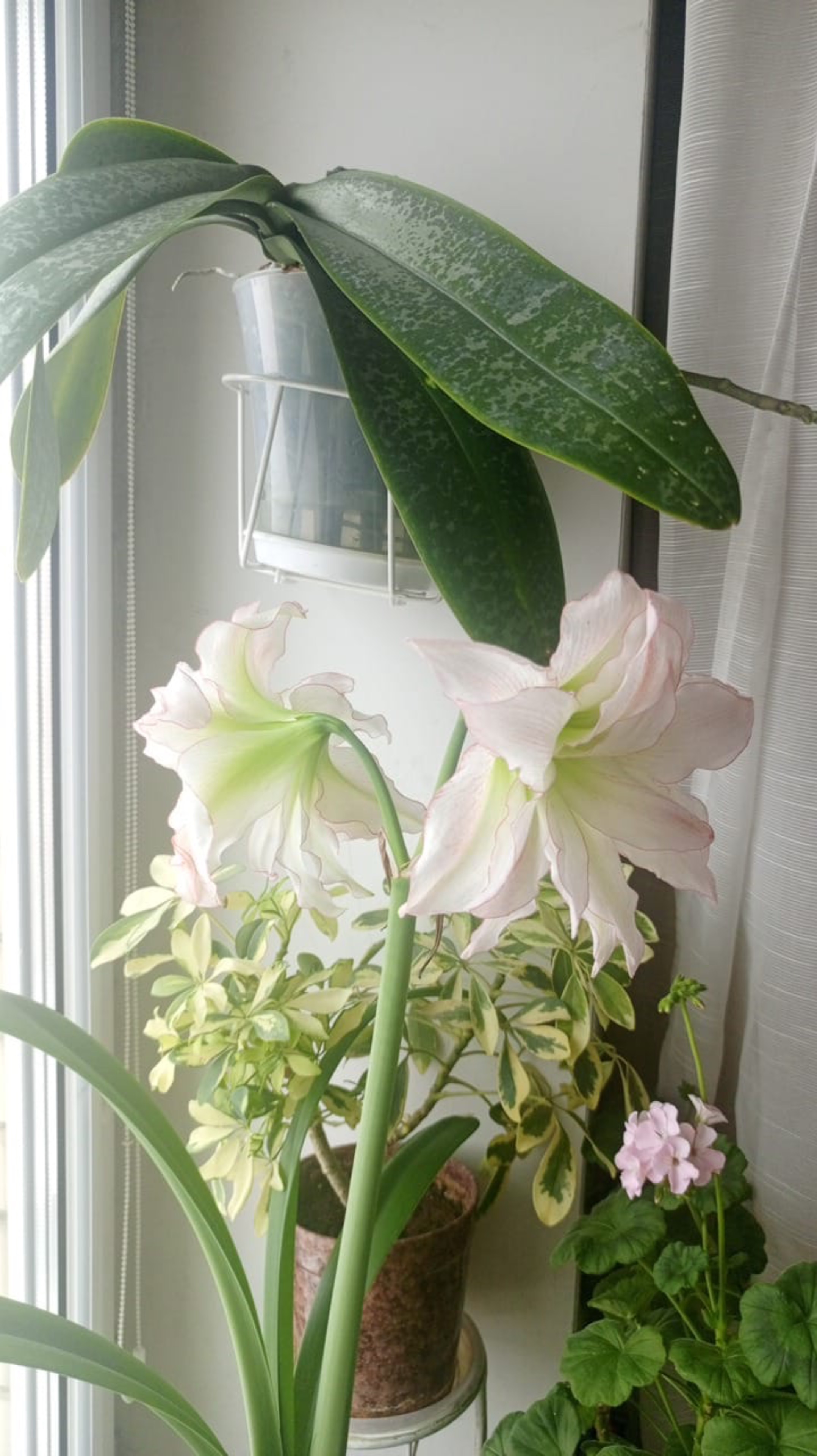 Гиппеаструм Афродита