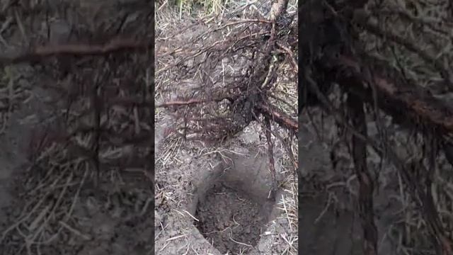 Правильная посадка фундука | Ростов-на-Дону | Россия | Small Gardens