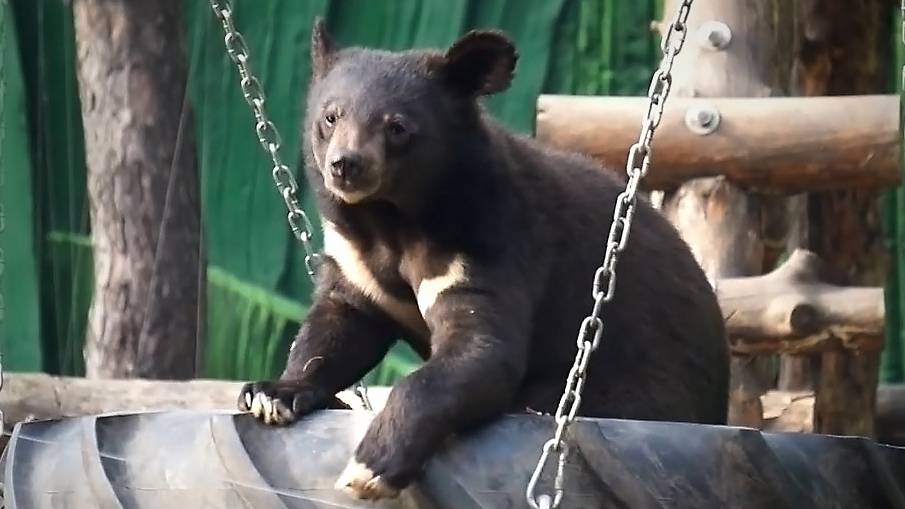 Гималайские медвежата Фима и Дуся после вкусного завтрака поиграли и решили поесть травку.