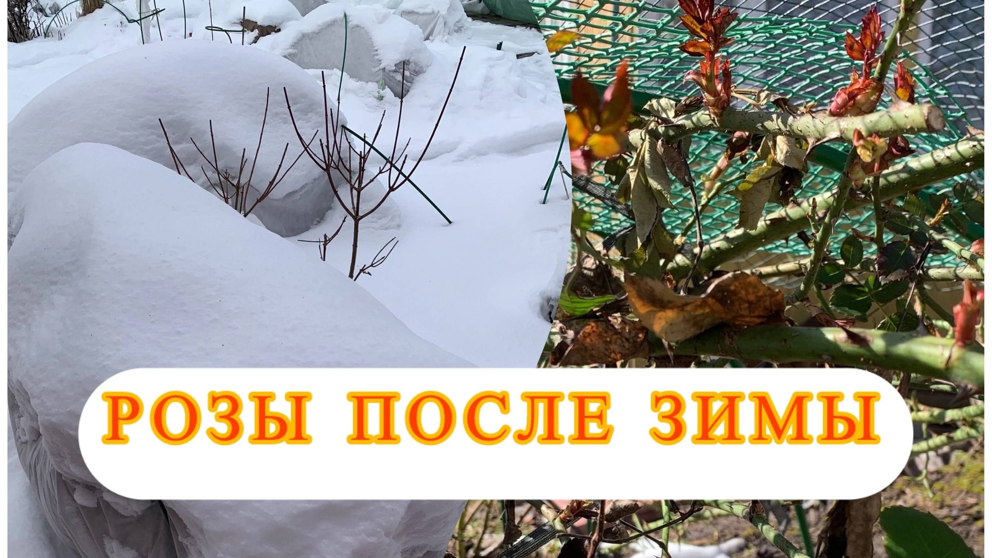 Дачный обзор | как перезимовали розы | крупнолистная гортензия