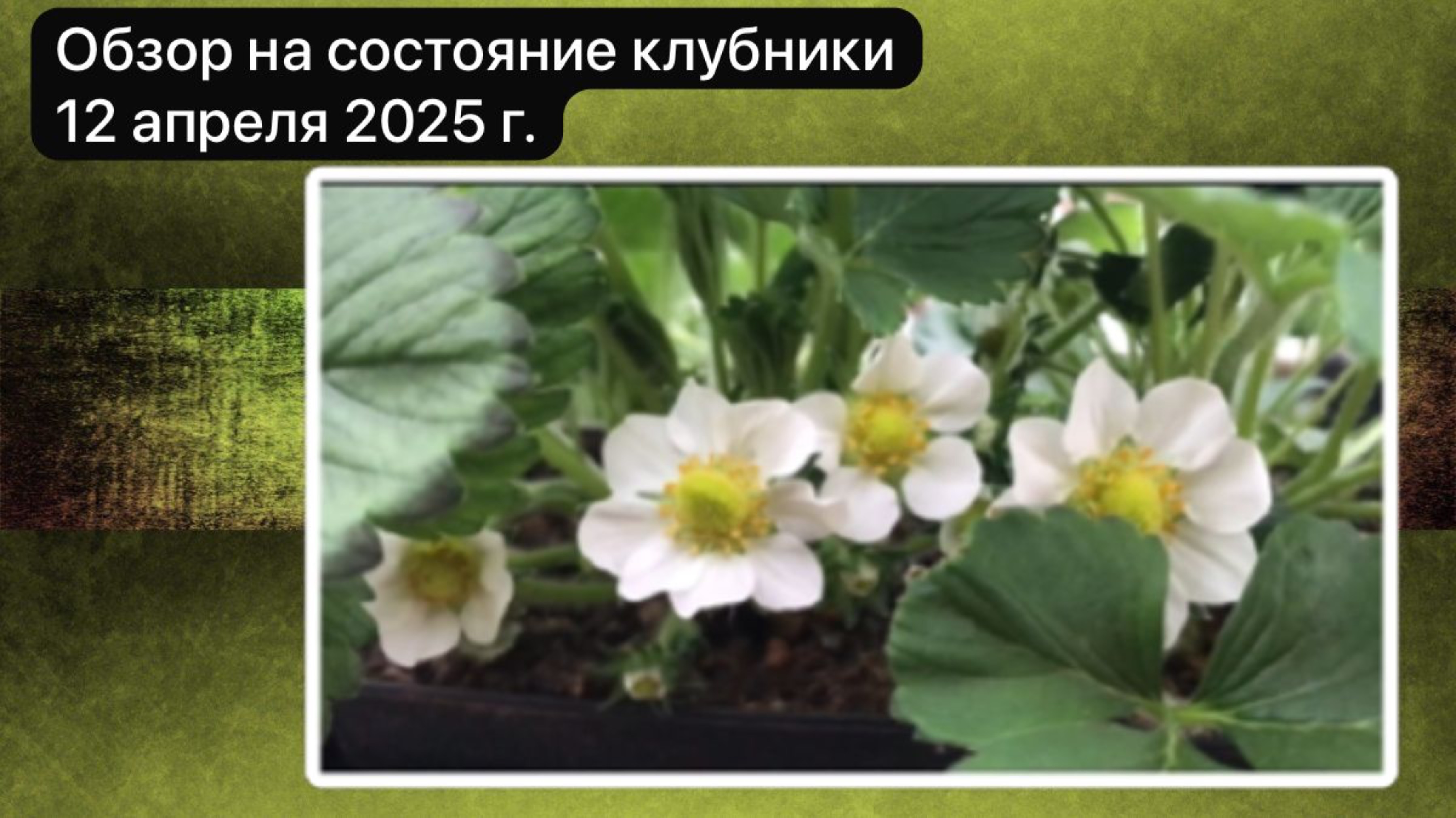 Обзор состояния клубники 12 апреля 2025 год.