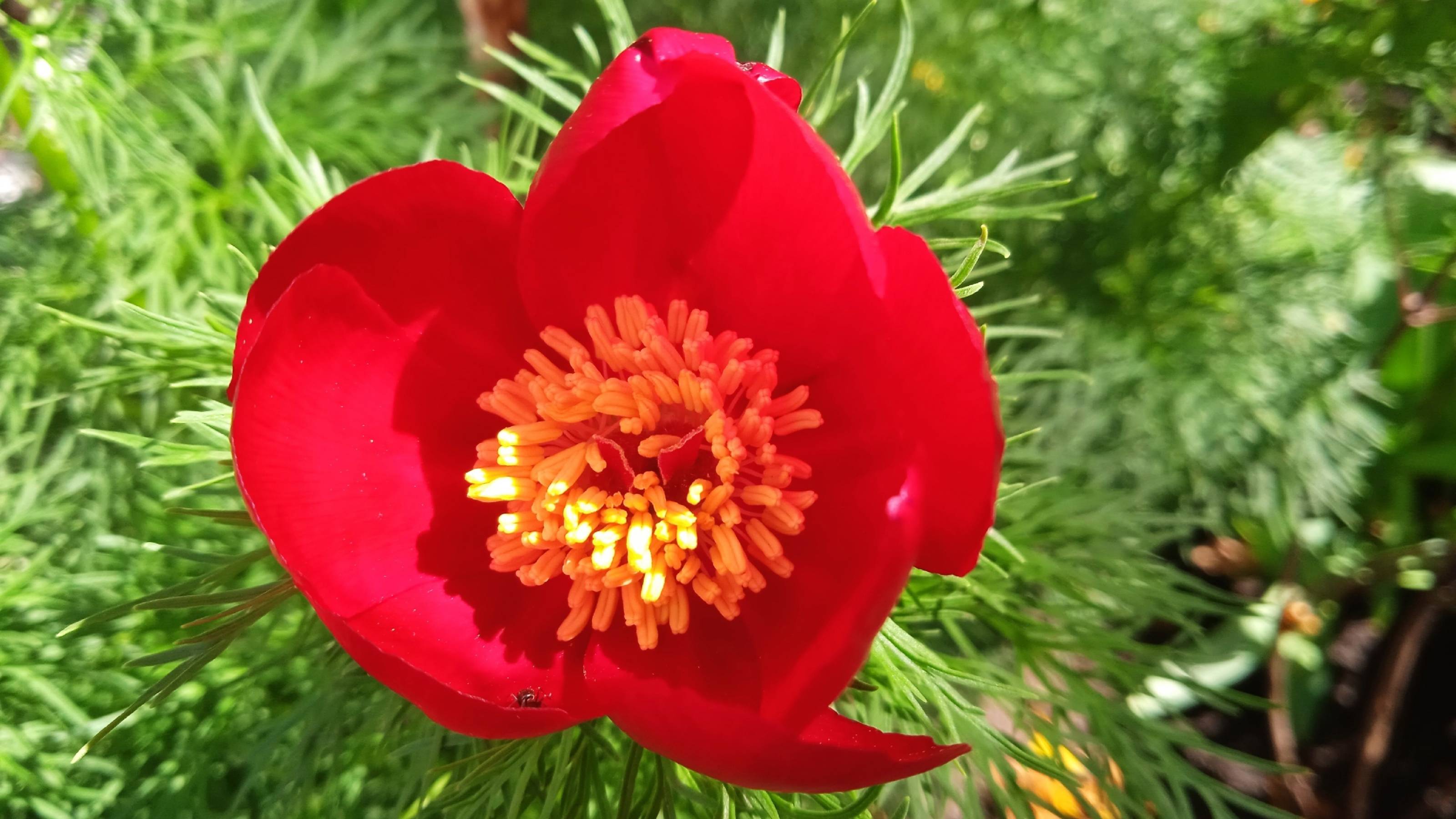 Лечите душу ощущениями*   Мой сад