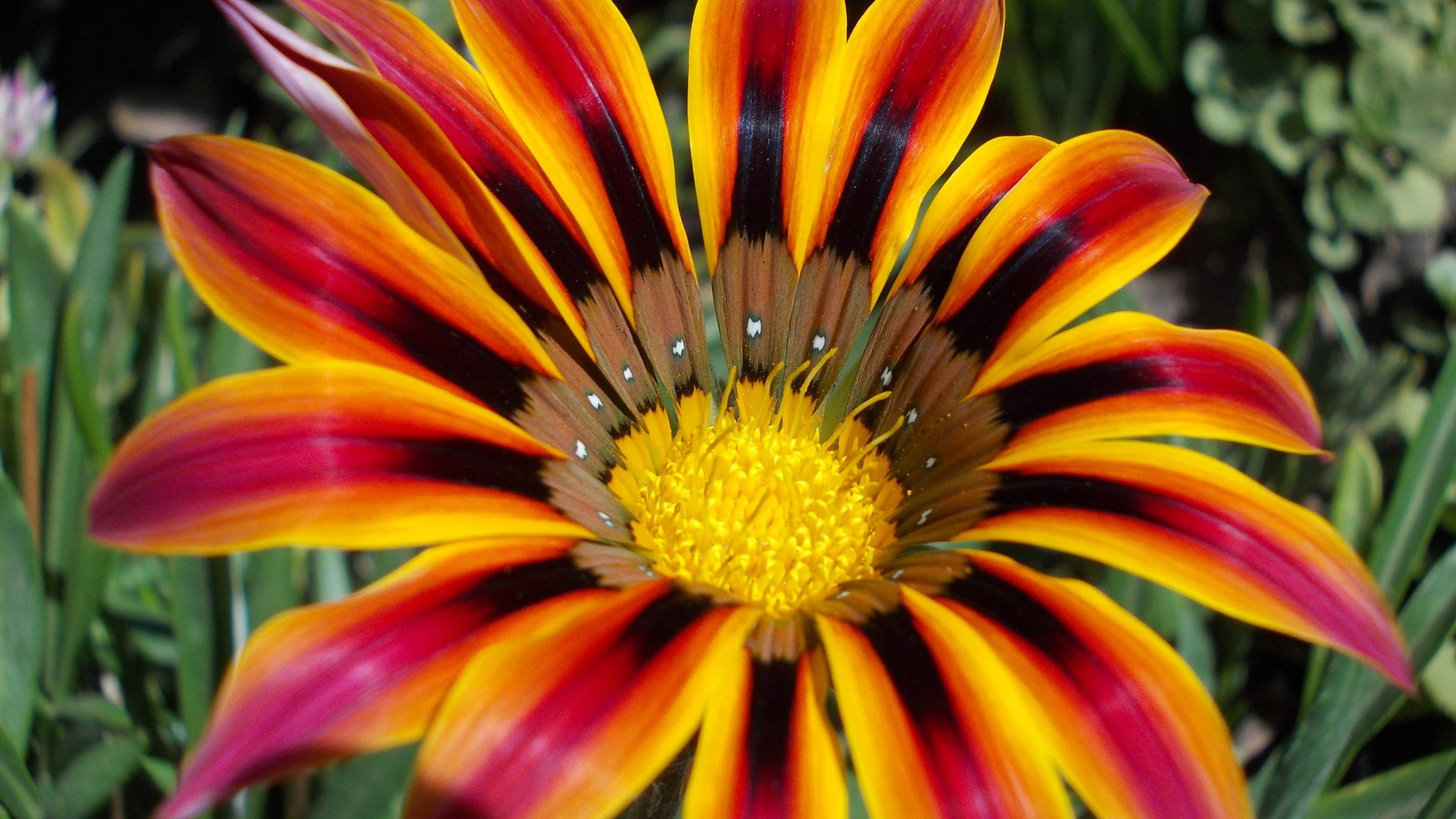 Гацания - красивая идея для сада*  Мой сад