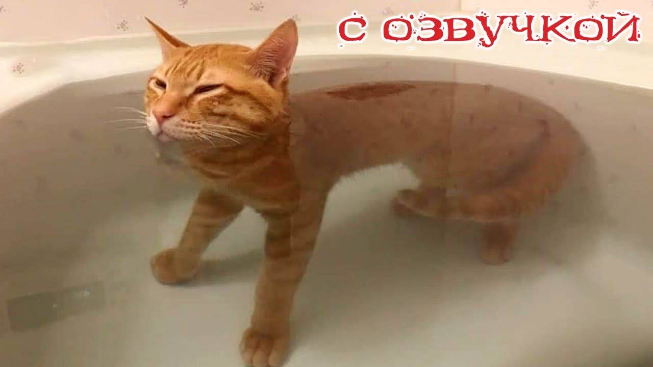 Приколы с котами! Смешные коты С ОЗВУЧКОЙ! ПРИКОЛЫ С ЖИВОТНЫМИ!