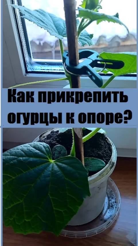 Как МОЖНО КРЕПИТЬ ОГУРЦЫ на опоре без веревок?