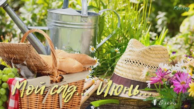 Мой сад*   июнь