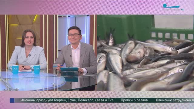 Корюшка пошла! Где и как выбирать весеннюю рыбку в Петербурге