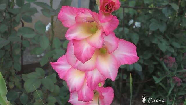 День новый пахнет ароматом счастья*   Мой сад