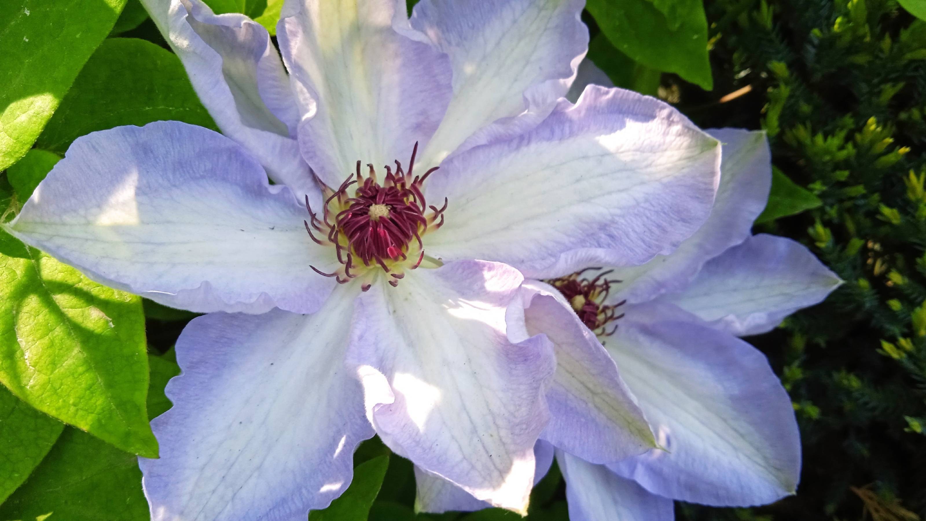 Клематисы в моем саду*