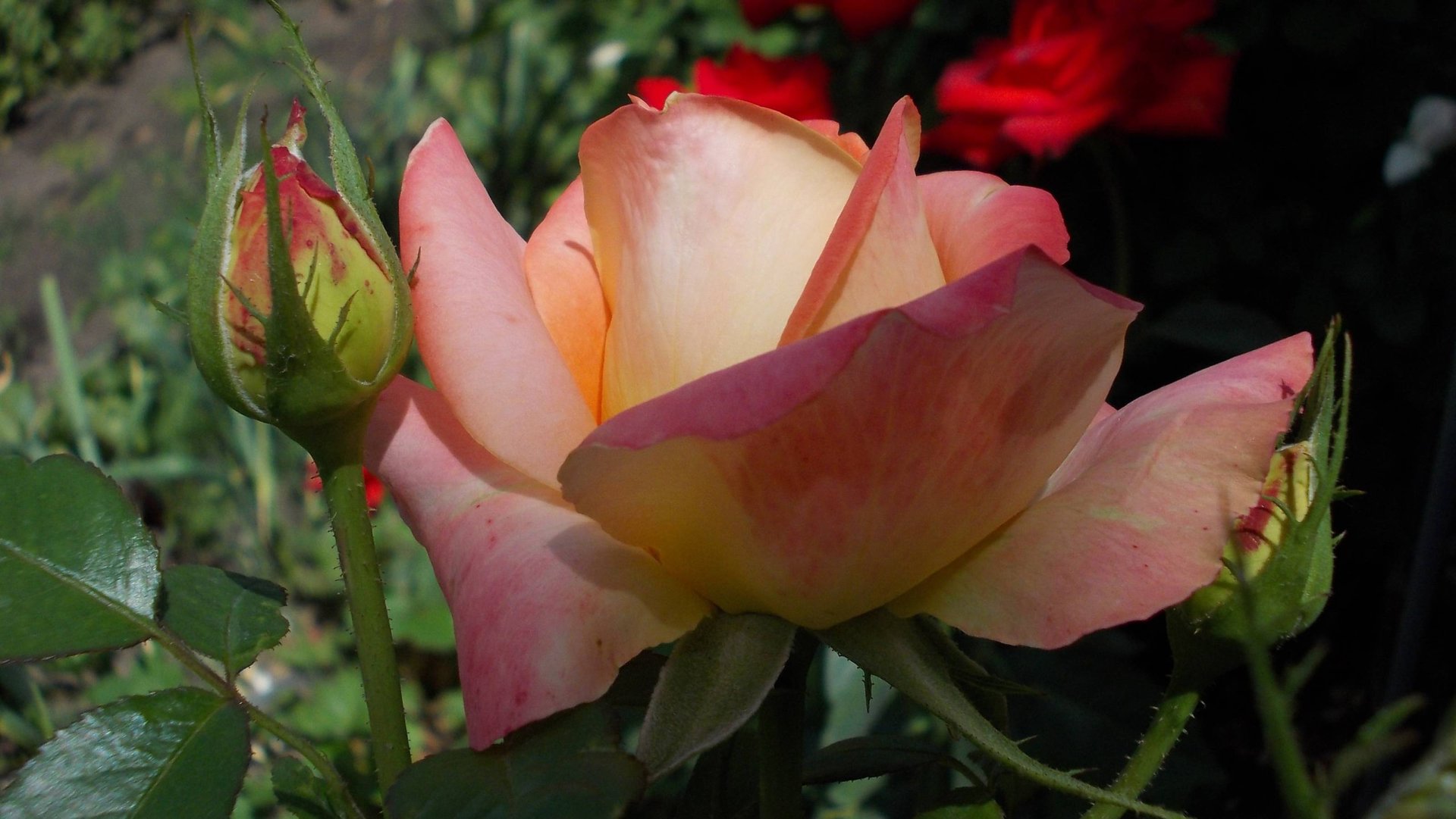 Что шепчут розы по утру*     Мой сад