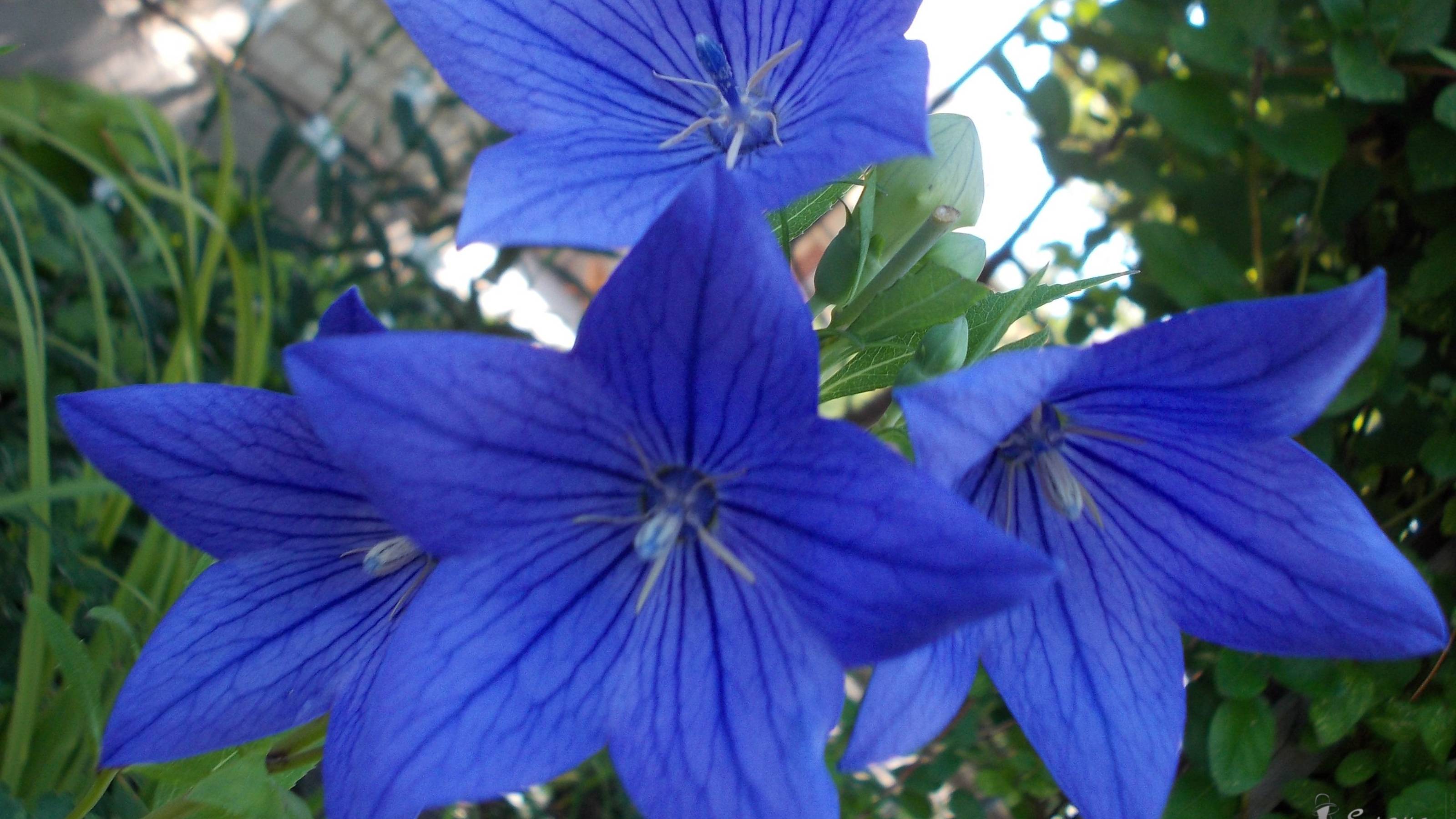 Был прекрасный июльский день*    Мой сад