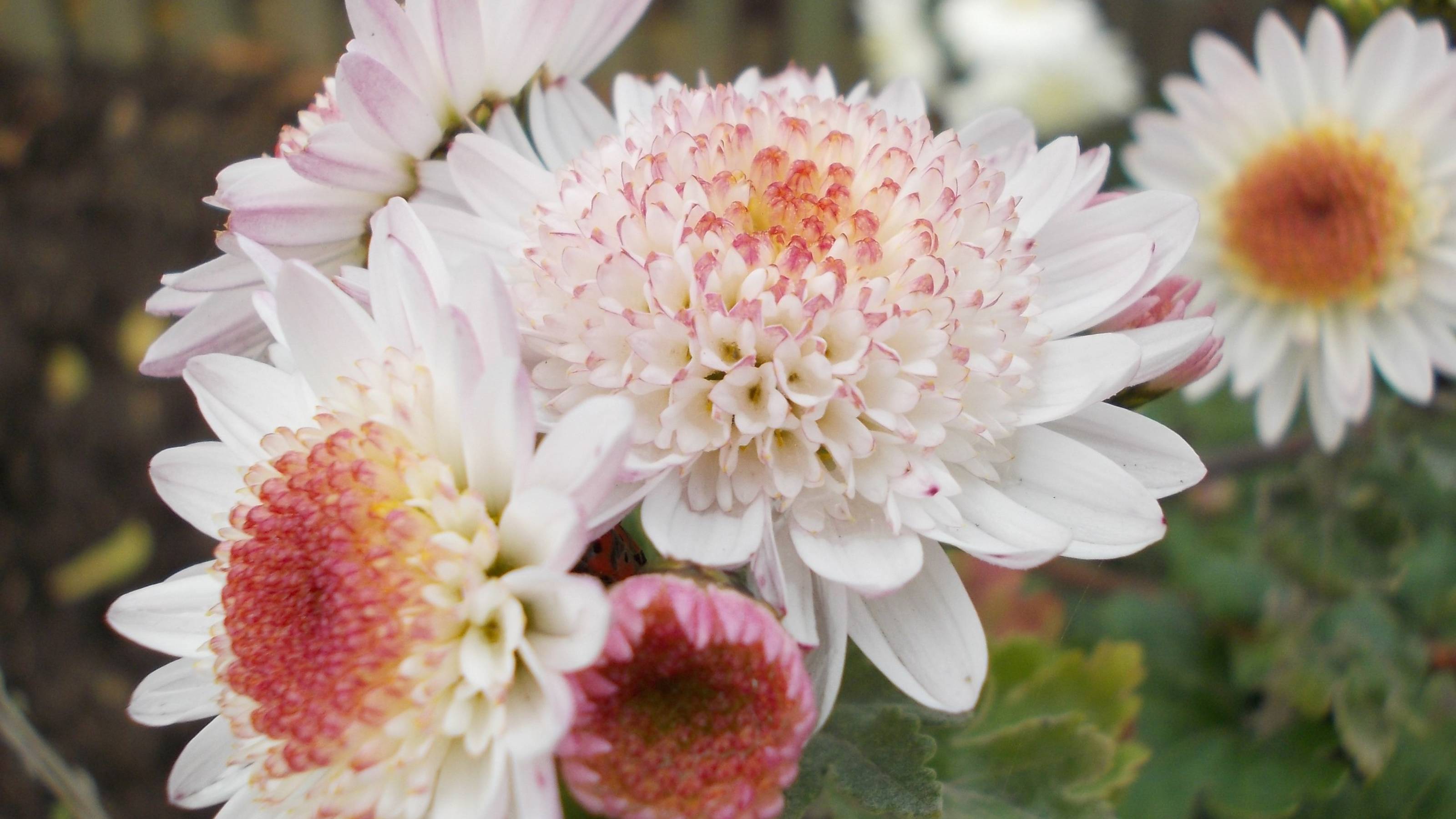 Хризантемы, в запахе вашем приютилась осень*  Мой сад