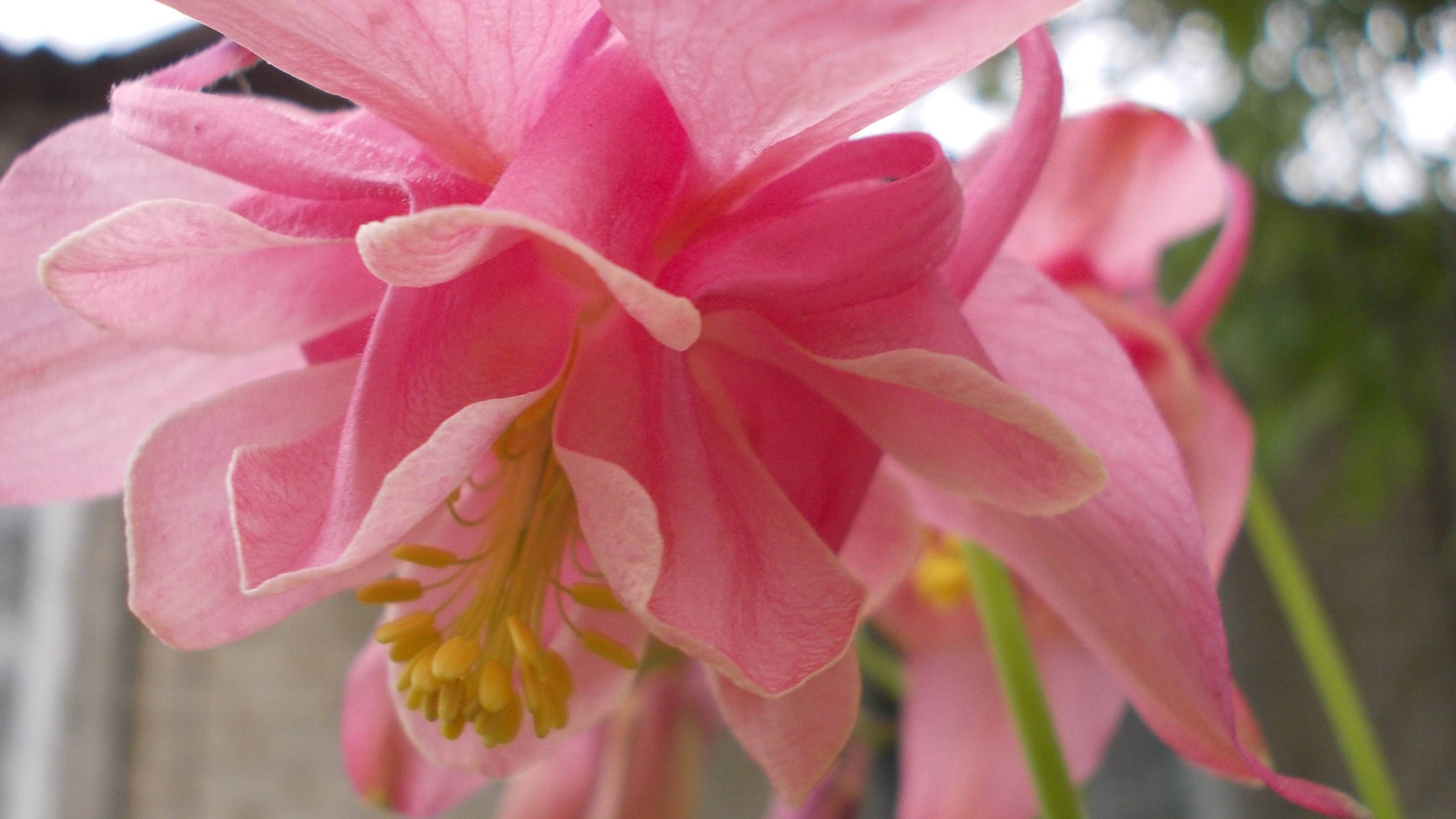 Цветы моего сада*   Аквилегия