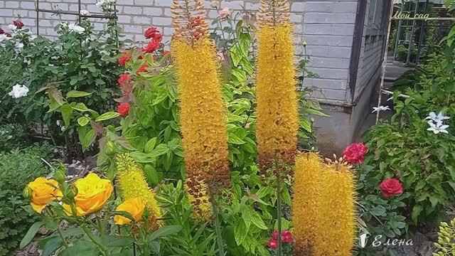 Эремурусы*   Мой сад