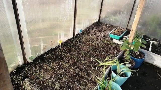 Тепличный обзор растений на середину апреля