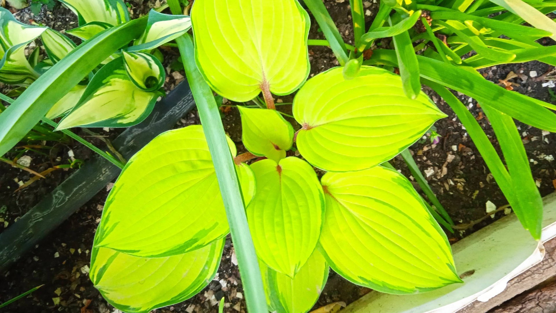 Хосты в моем саду*   Многолетний Сказочный цветок