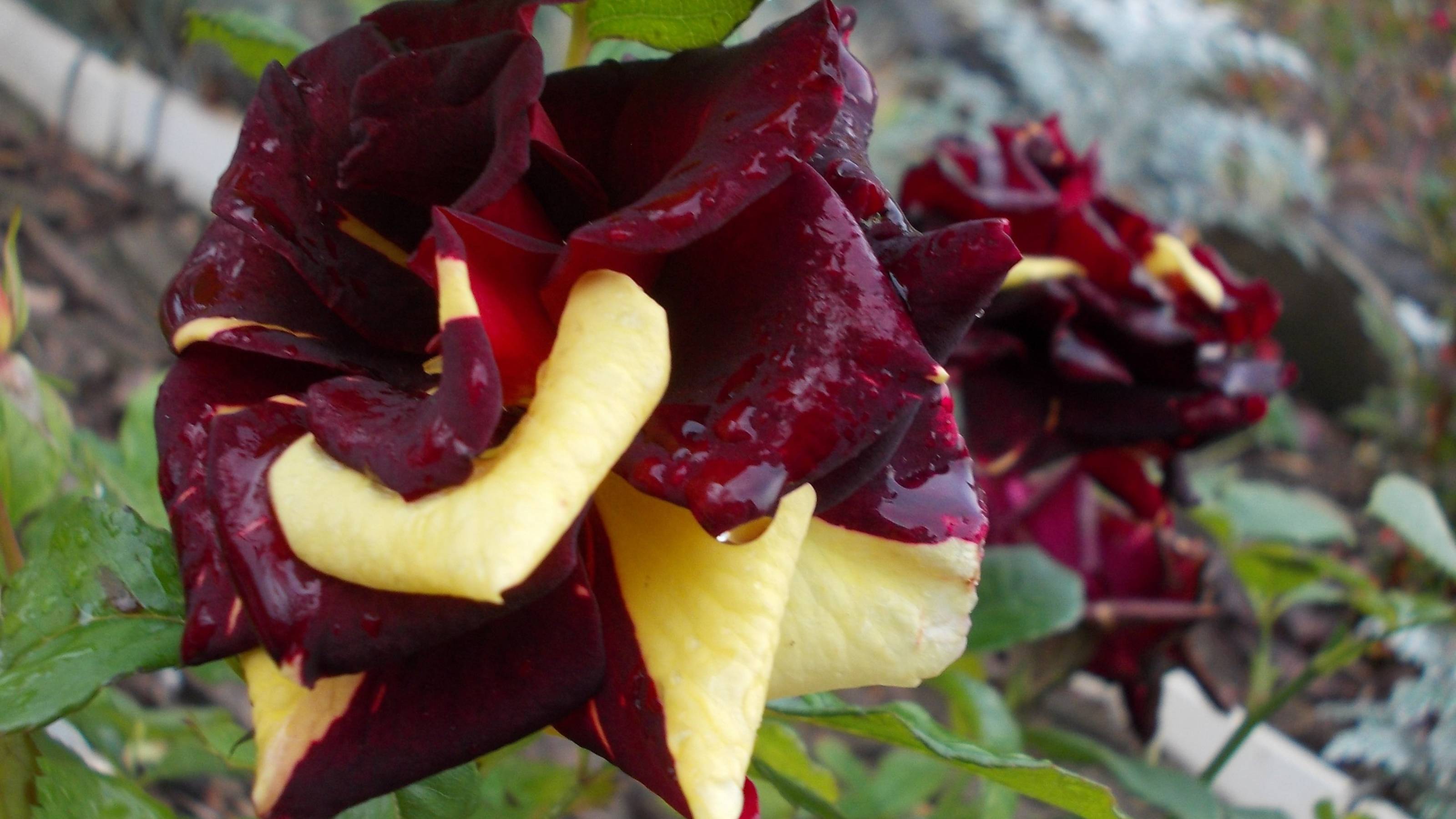 Цветы осенние последние цветут особой красотой*    Мой сад