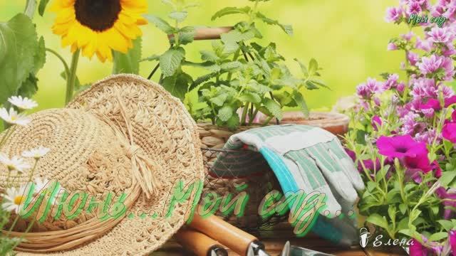 Июнь*   Мой сад