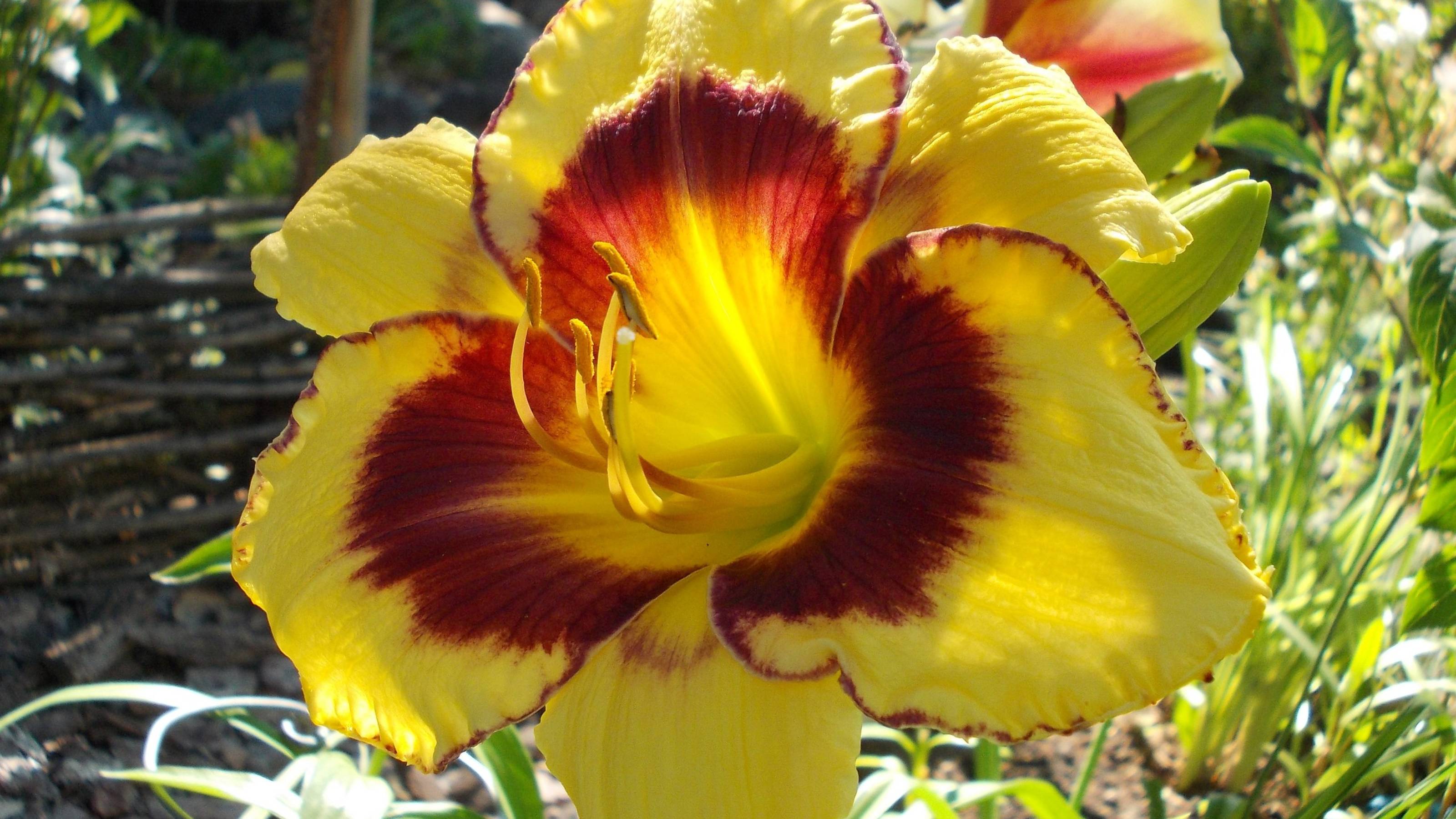 Лилейники*       МОЙ САД