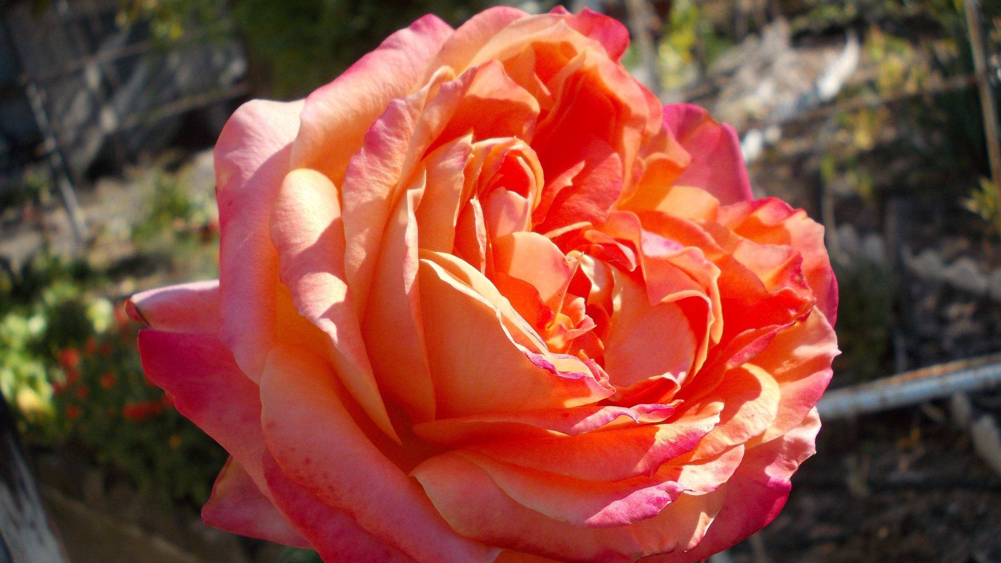 РОЗЫ в МОЕМ САДУ*