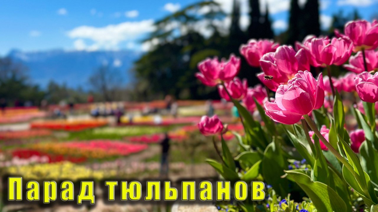 ПАРАД ТЮЛЬПАНОВ 2025 в Никитском ботаническом саду. Крым 14 апреля 2025г.