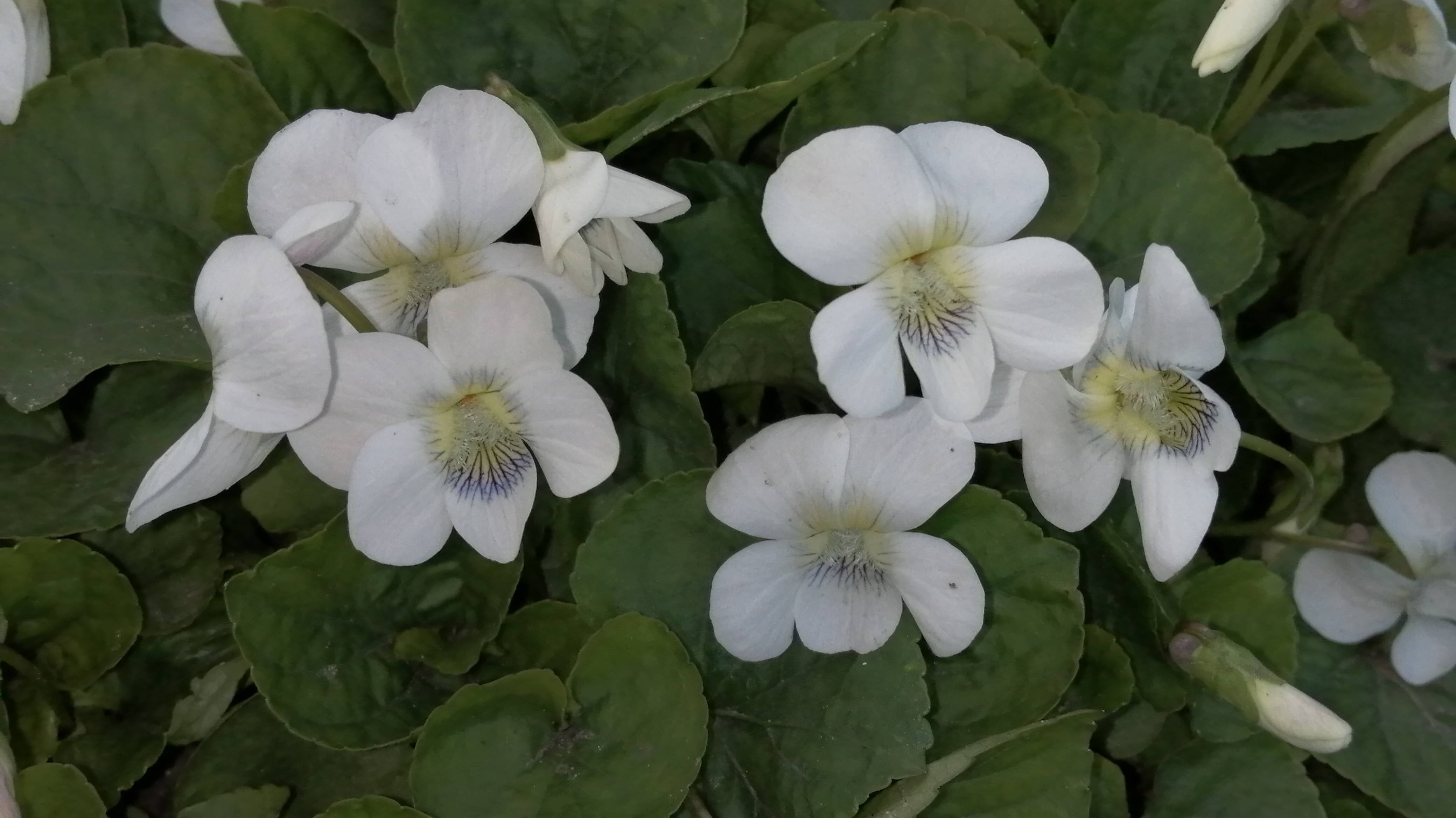 Весна вступила в свои права. 16 апреля 2025.