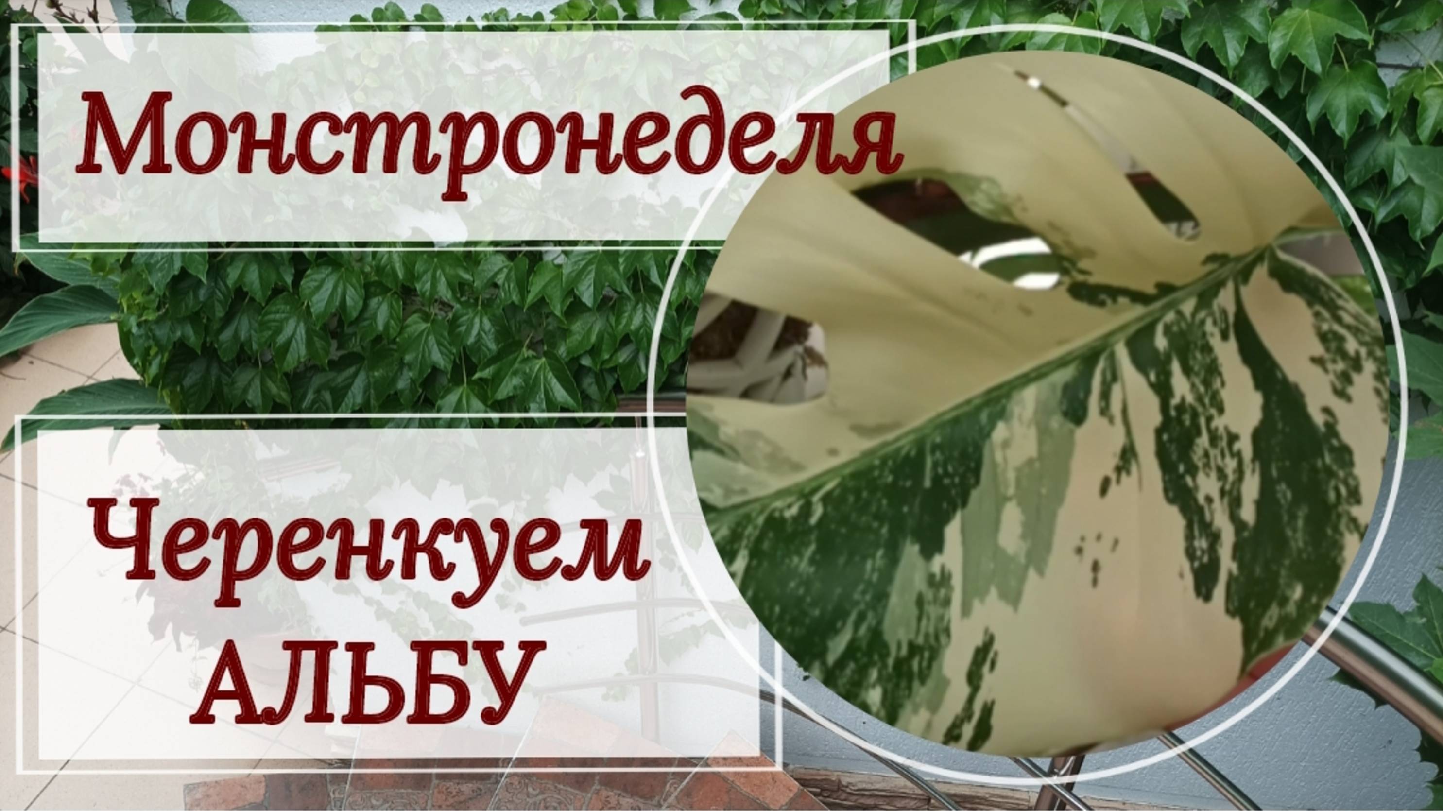 Монстронеделя. Черенкую свою монстеру Альба. Что делать, если пропадает вариегатность? 16.04.25г.