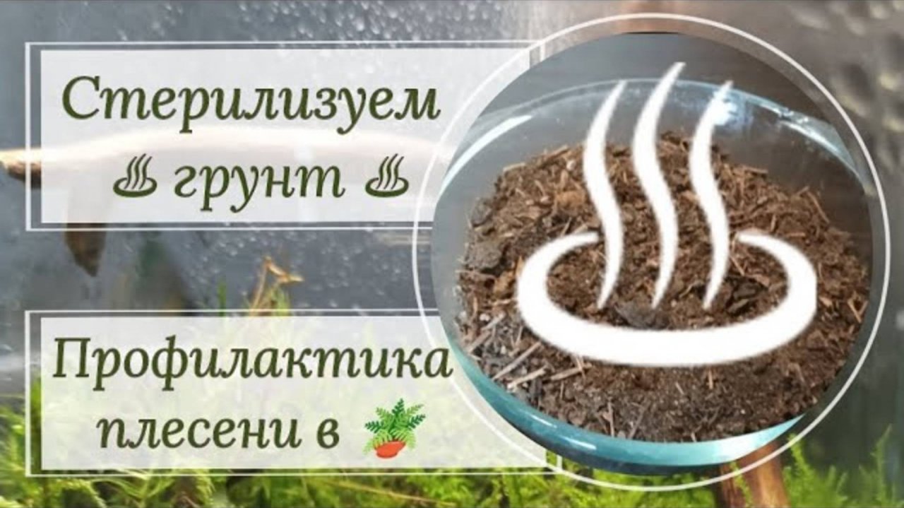 Стерилизуем грунт. Актуально для земельных и торфяных субстратов. Профилактика плесени в горшке 🪴.