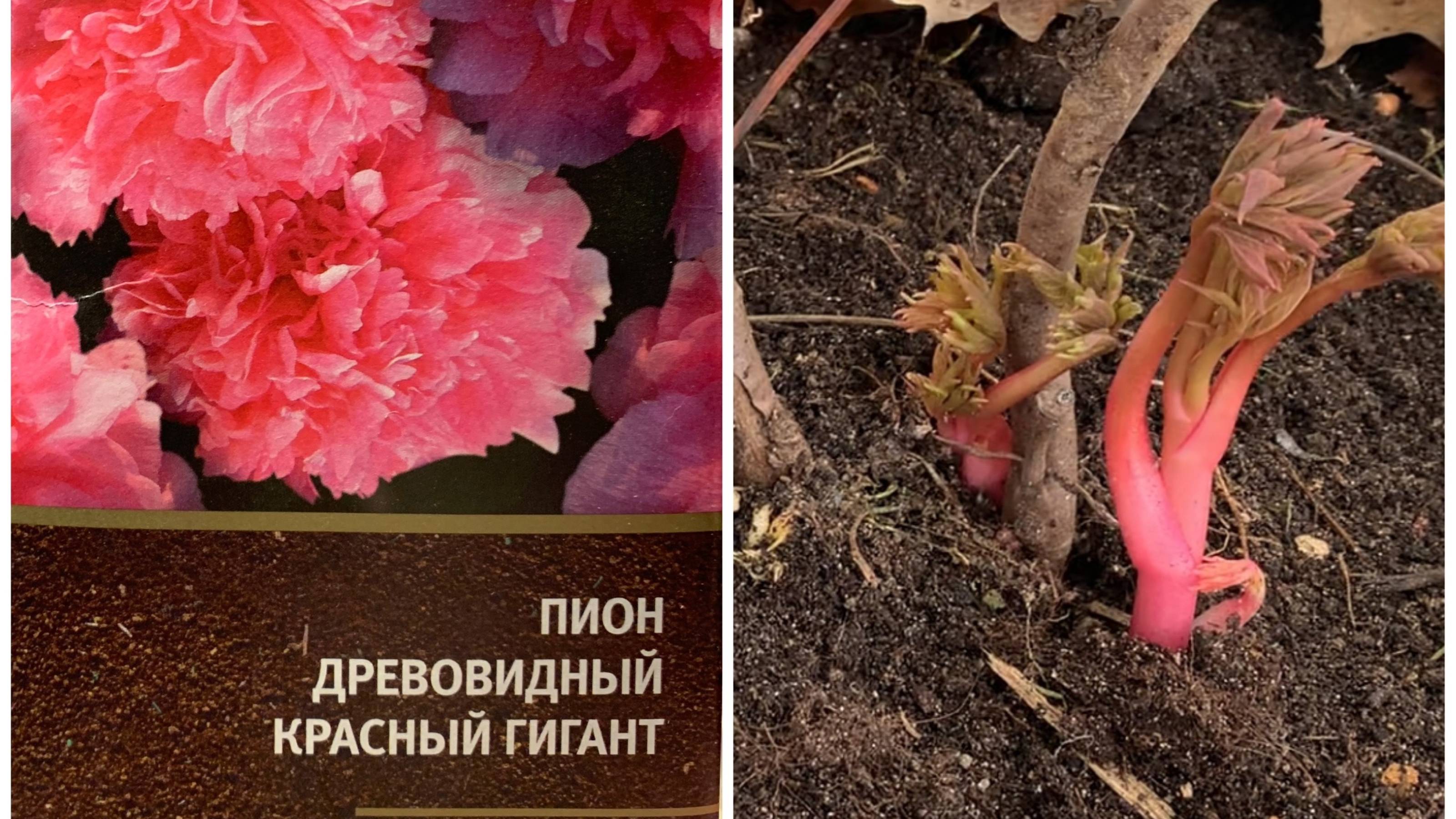 Древовидный пион - первая зимовка