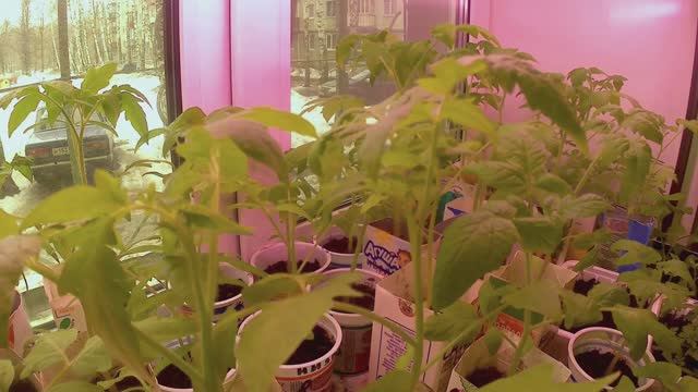 Рассада вытягивается.Что делать?