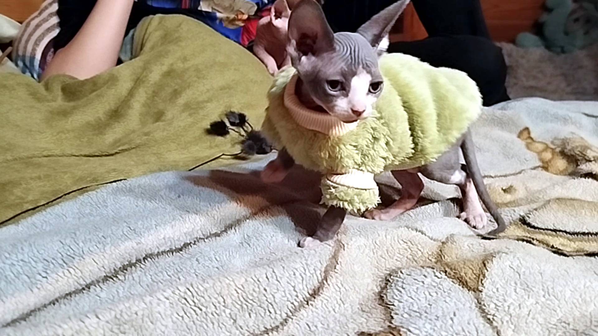 НОВЫЕ ЗВЕРУШКИ В НАШЕМ КОЛХОЗЕ