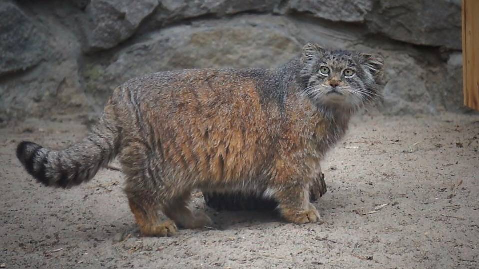 Манул Зеленогорск переехал в новый вольер и будет жить один, а еще Ласточка, Мия, Жора и Ачи.