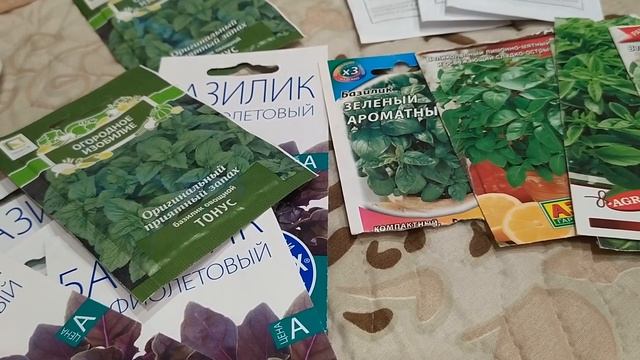 Лекарственные травы, 10 лучших__ базилик мятолистный.