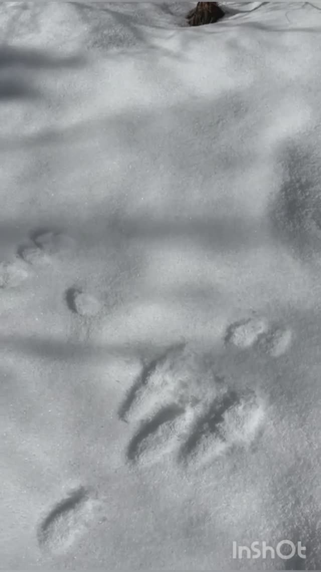 Как выглядит след зайца .