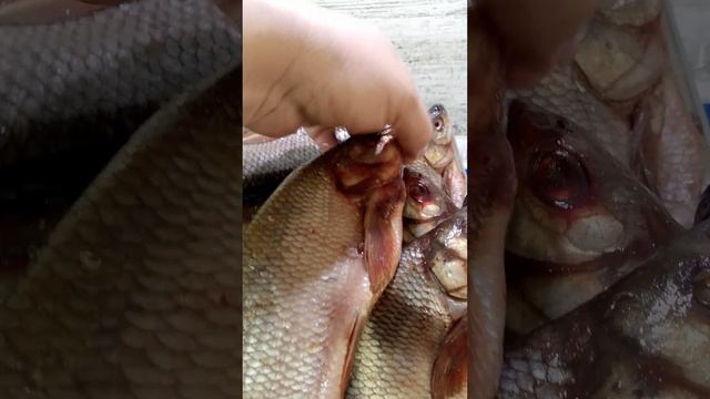 Как лучше вялить рыбу, подвешивая ее за хвост или голову,  разница есть!