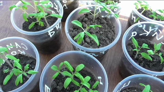 Рассада в апреле