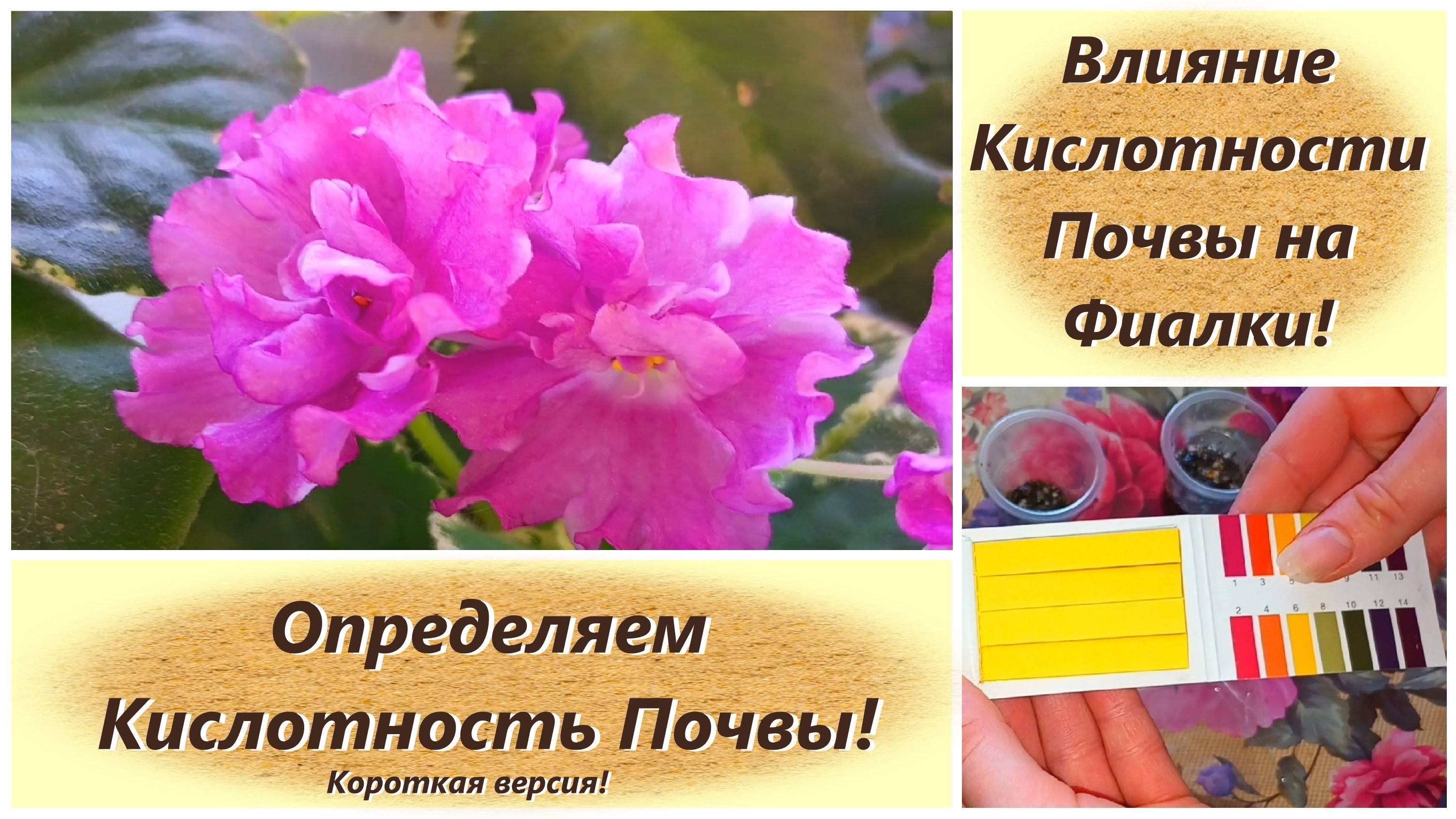 Влияние Кислотности почвы на Фиалки! Определяем кислотность Почвы! Короткая версия!