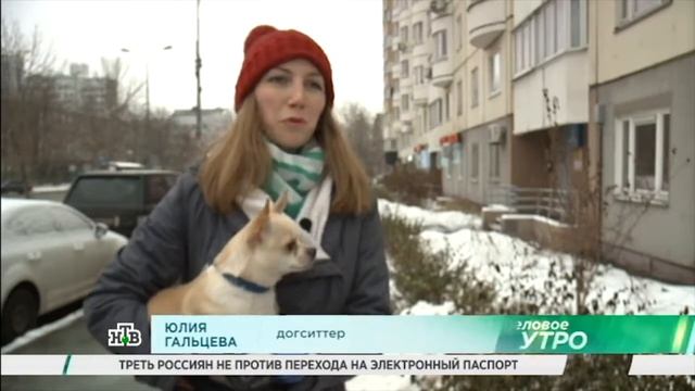 О догситтерах Догси (dogsy.ru) / НТВ