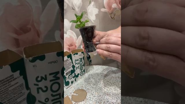 Упаковка рассады для отправки почтой