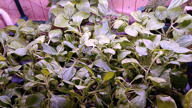 Почему не высаживаю рассаду?