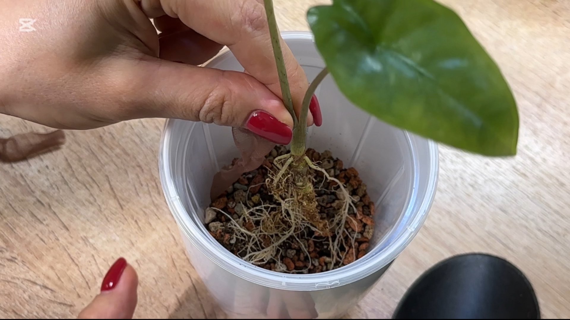 Пересаживаю алоказии, думаю о блогерском будущем