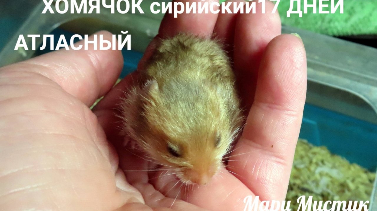 МИЛОТА #сирийские_хомячки им 16 дней #купить_хомячка_продаю 89215950848