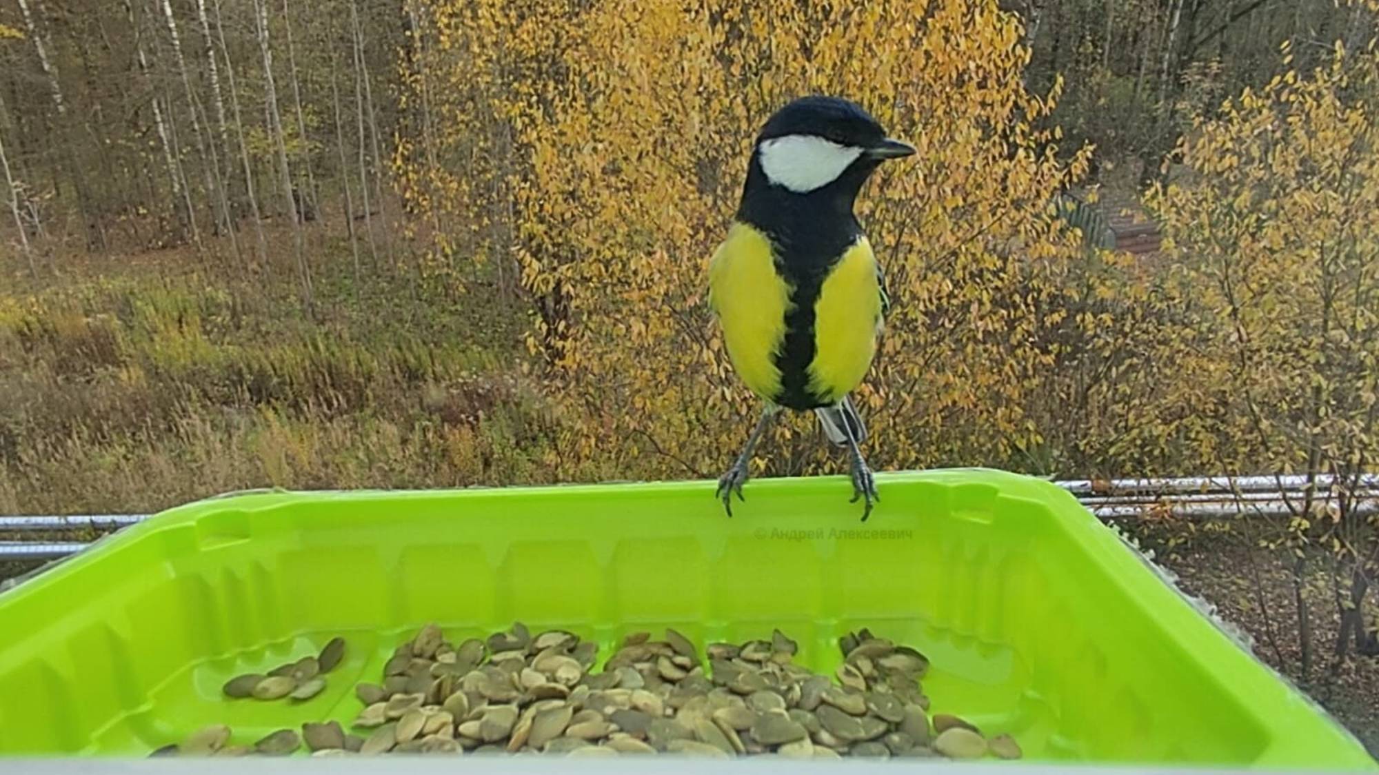 Сало любимый корм СИНИЦ