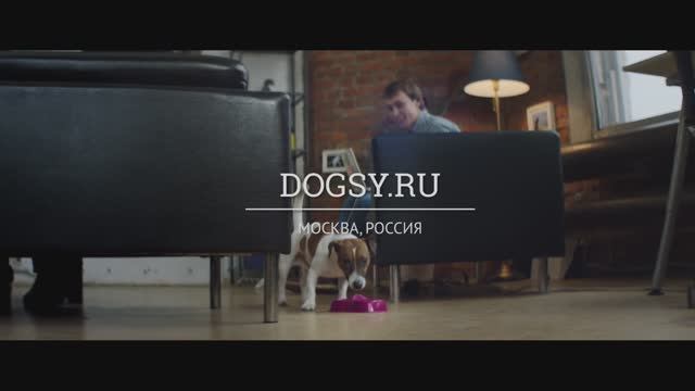 Google: История Dogsy