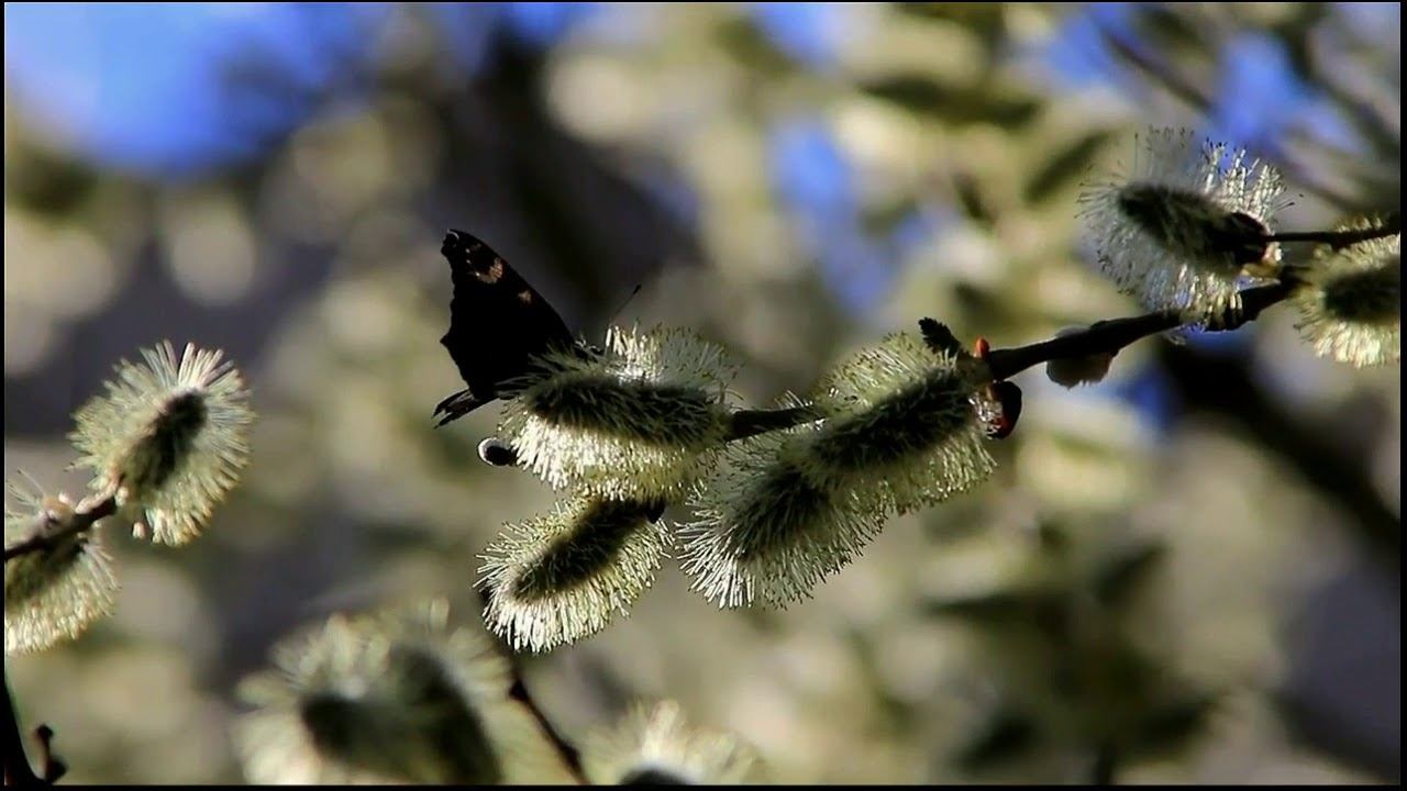 Я богат синим небом