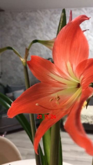 ГИППЕАСТРУМ второе цветение