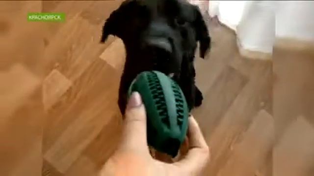 Телеканал Юг Сибири в гостях у догситтера Догси (dogsy.ru) в Красноярске