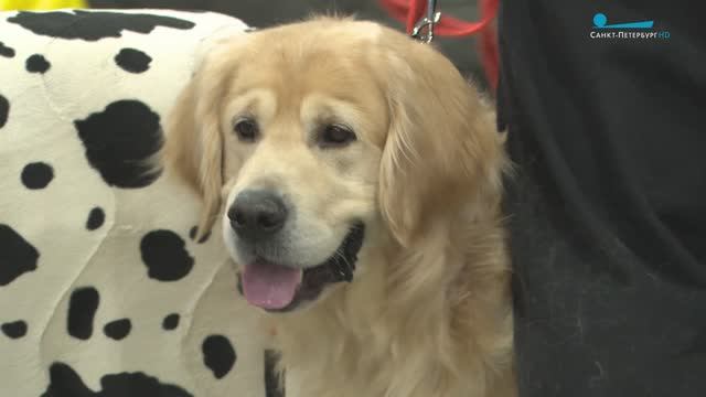 Собаки святого Джонса: почему лабрадоров признали самой дружелюбной породой
