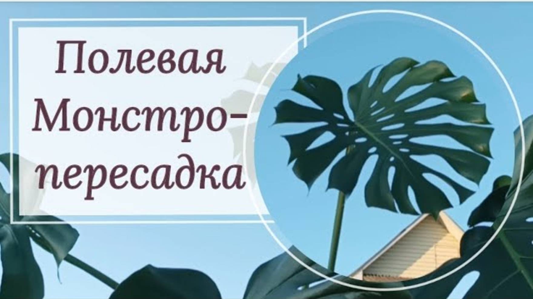 Пересадка огромной монстеры. Видео от 15.09.2023г.