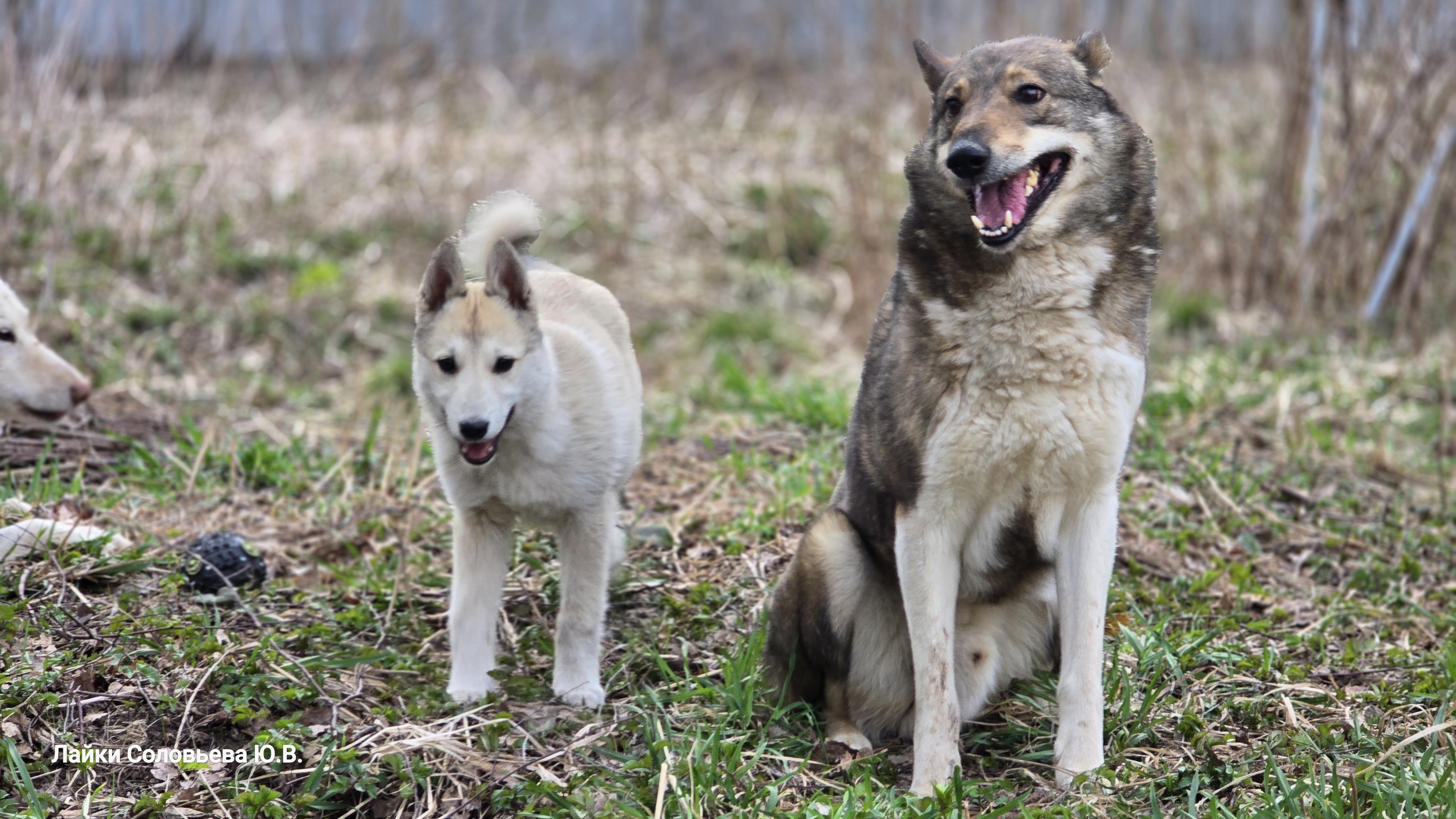 В берёзках раздал вкусняшки